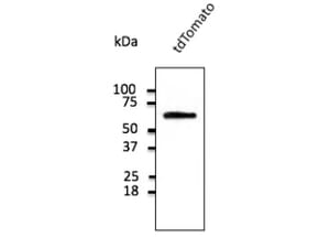 Western Blot - Anti-tdTomato Antibody (A121690) - Antibodies.com