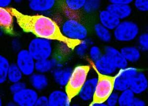 Immunofluorescence - Anti-NeuN Antibody [1B7] (A85405) - Antibodies.com