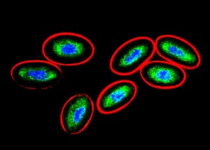 Immunocytochemistry - Anti-Vimentin Antibody [VI-10] (A86650) - Antibodies.com
