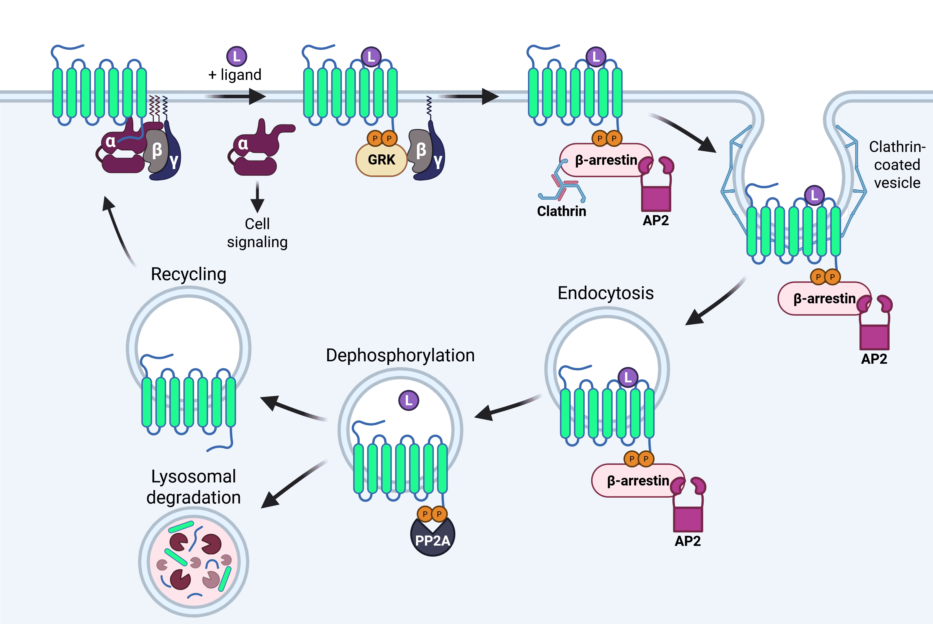 Diagram of dopaminergic neurotransmission pathways in the human brain