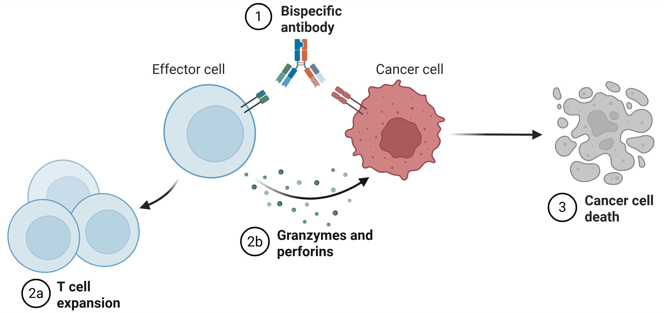 Diagram of Cellular Bridging Mechanism