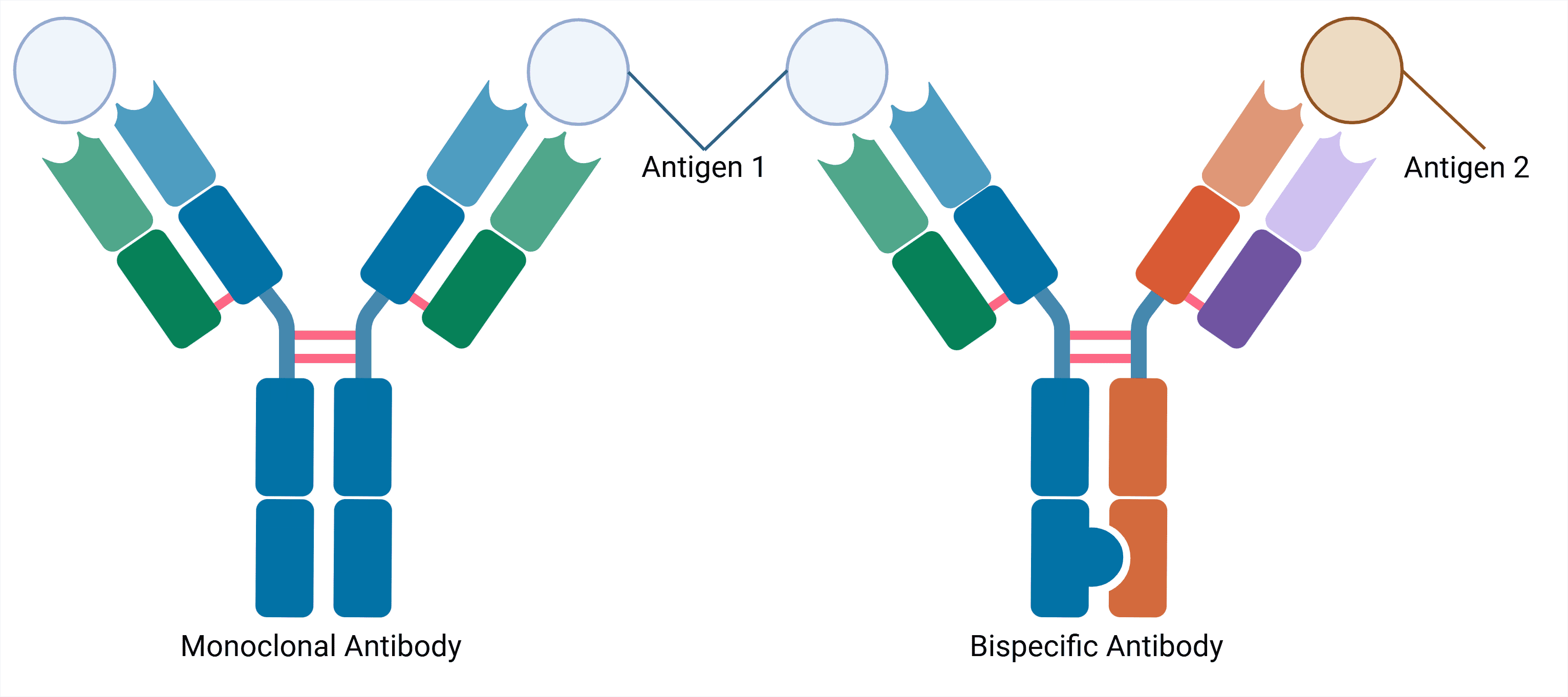 Diagram of a Monoclonal Antibody with a Bispecific Antibody
