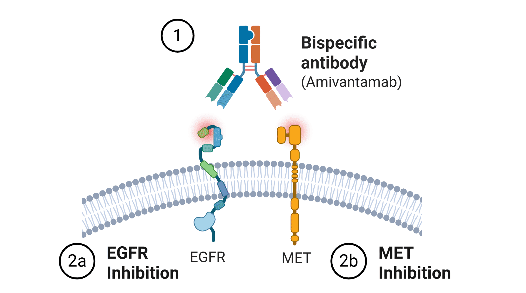 Dual Inhibition with Amivantamab