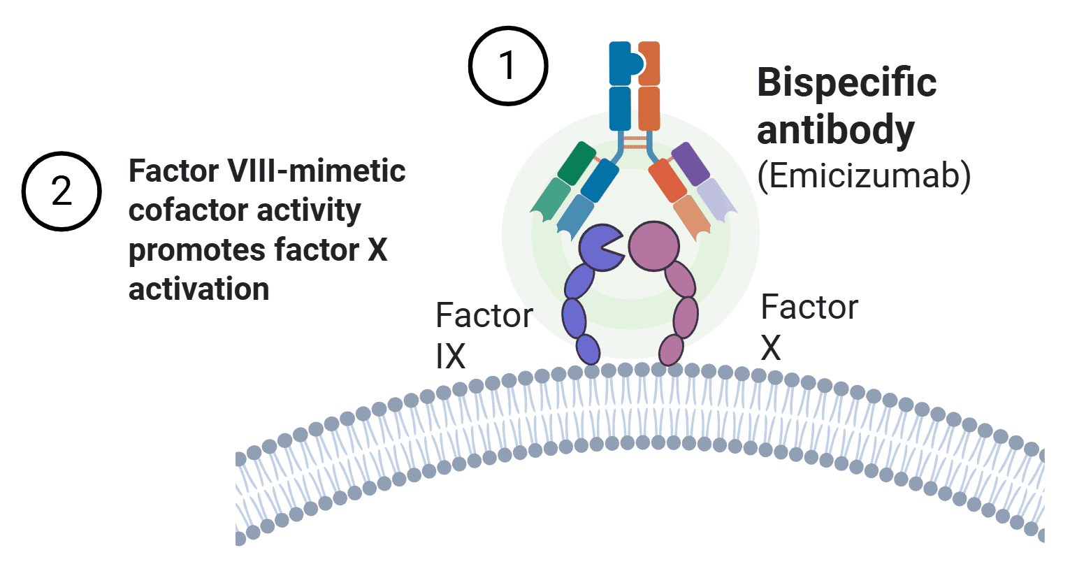Dual Stimulation with Emicizumab