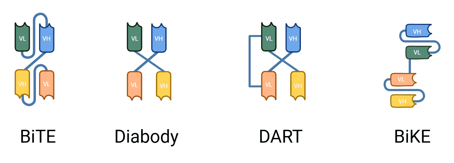 Fragment based Bispecific Formats