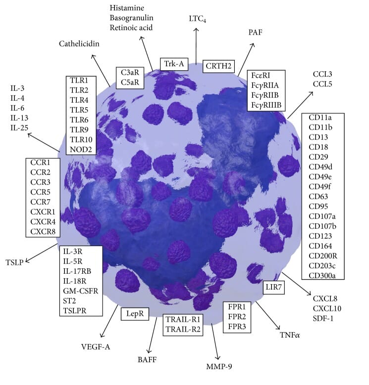 Diagram of mature basophil markers