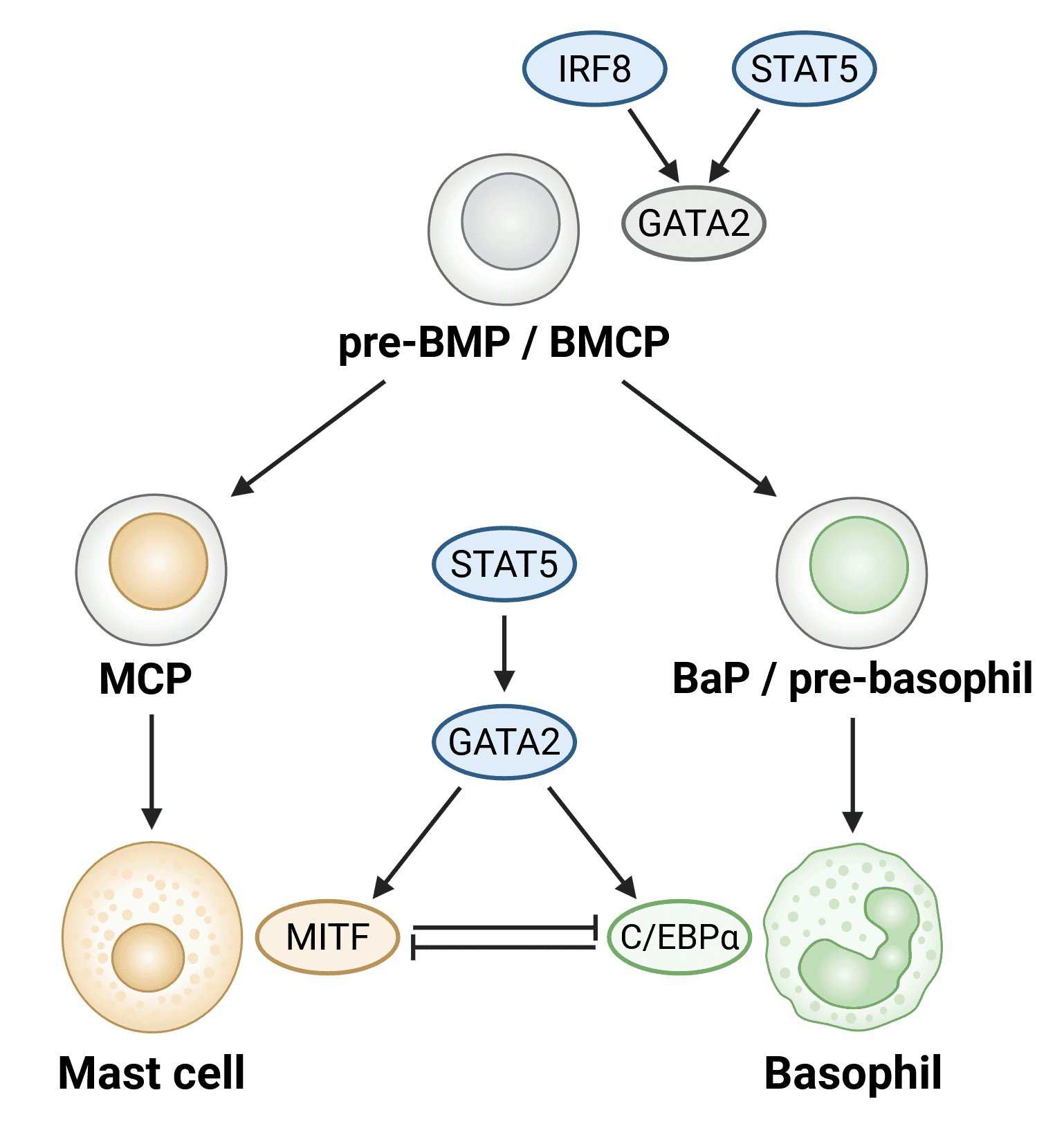 Diagram of transcription factors involved in basophil differentiation