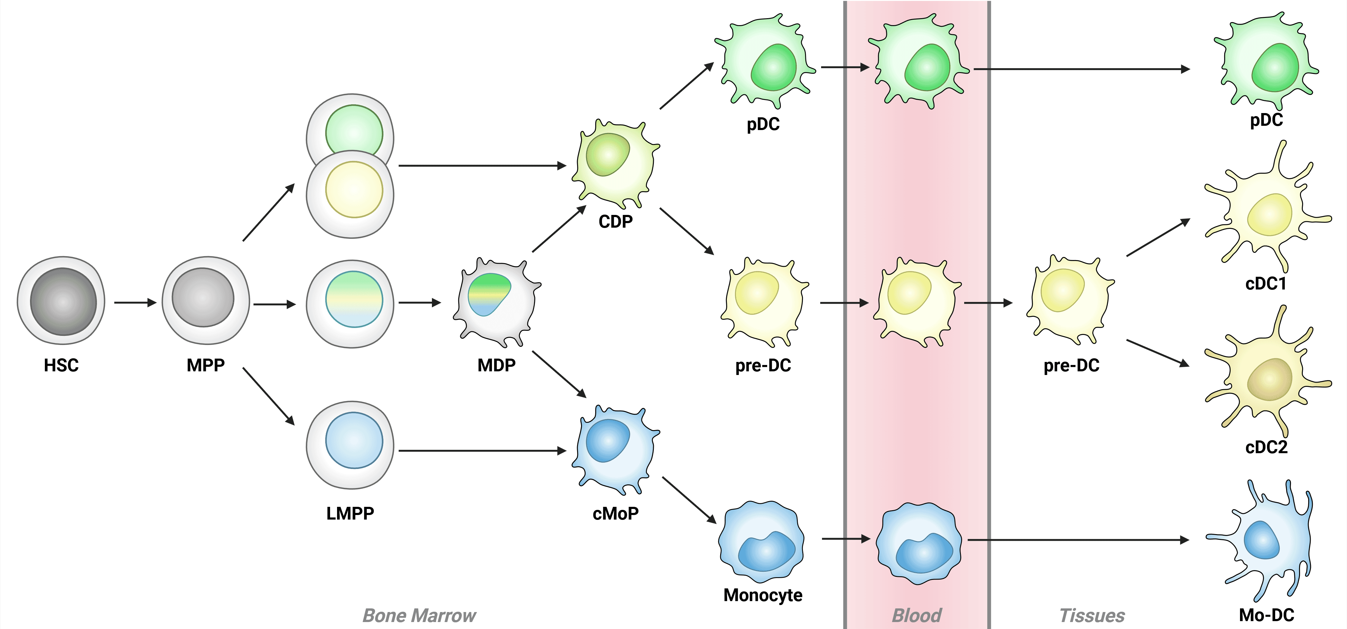 Diagram showing development of dendritic cells.