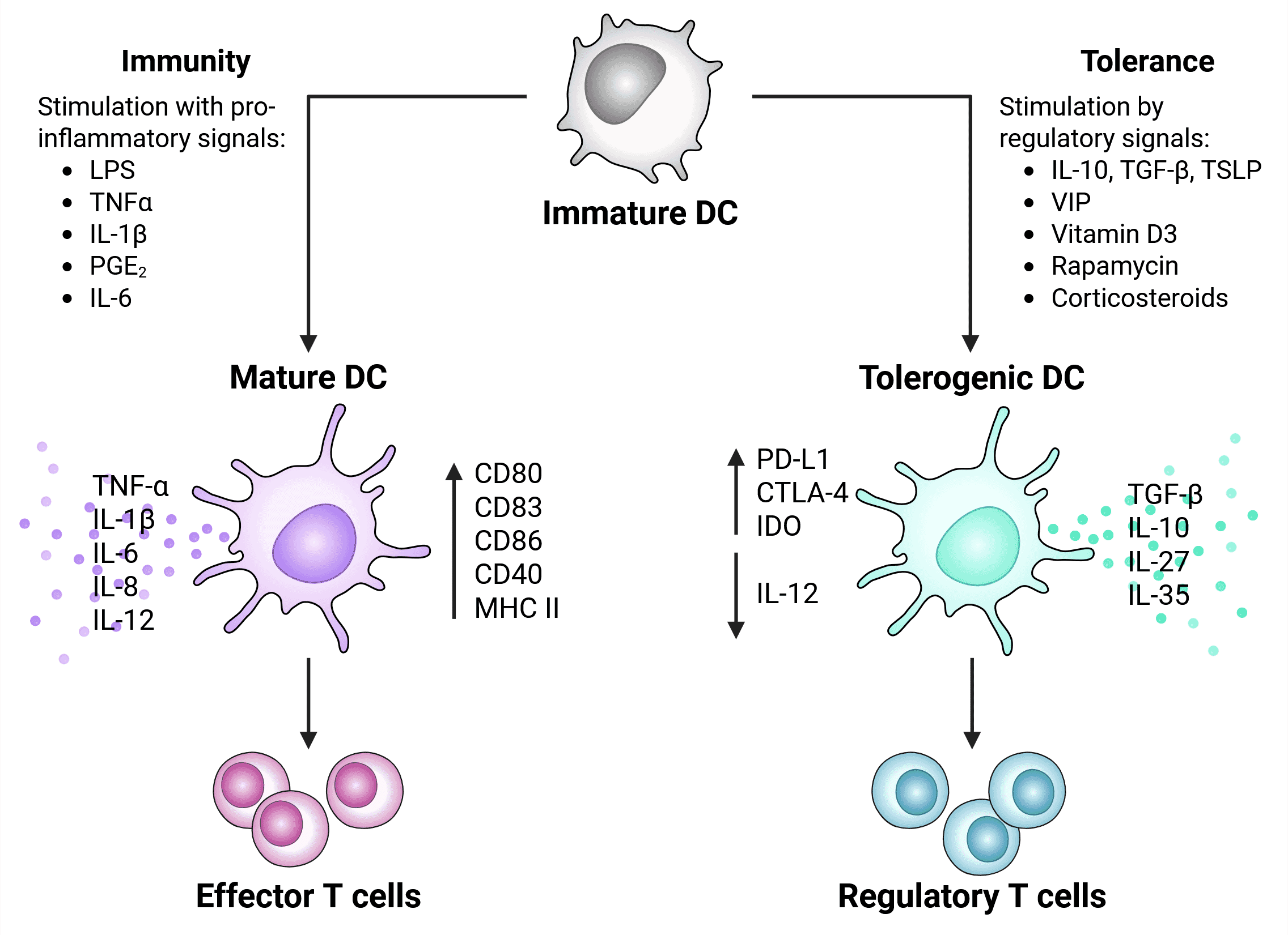 Diagram showing similarities between T cytotoxic and T helper cells.