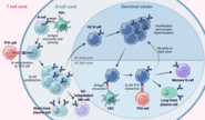 Memory B Cell Markers Antibodies Memory B Cell Markers Antibodies