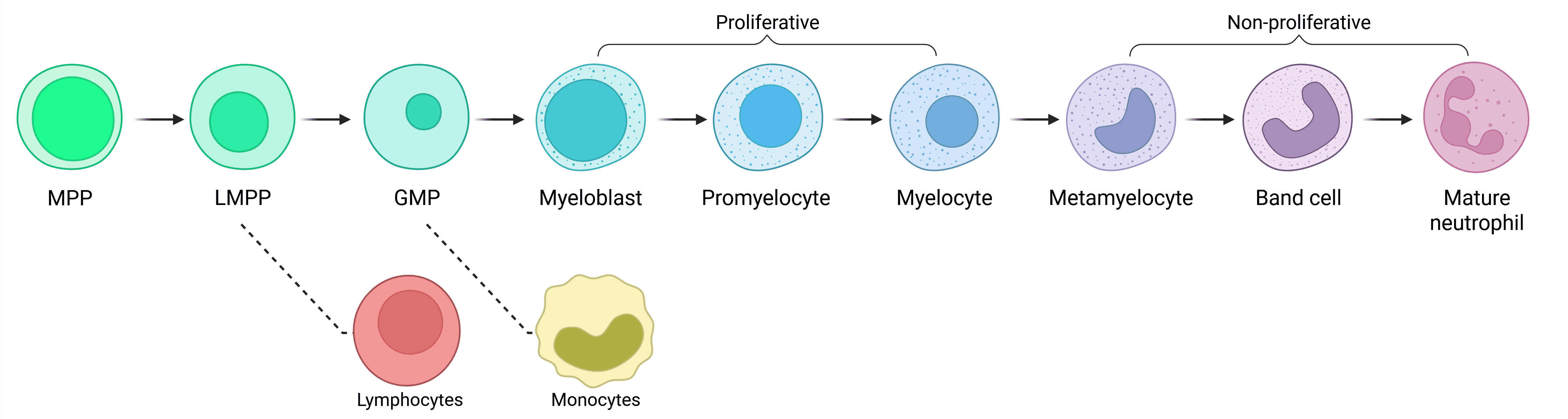 Diagram showing development of neutrophils from multipotent progenitors.