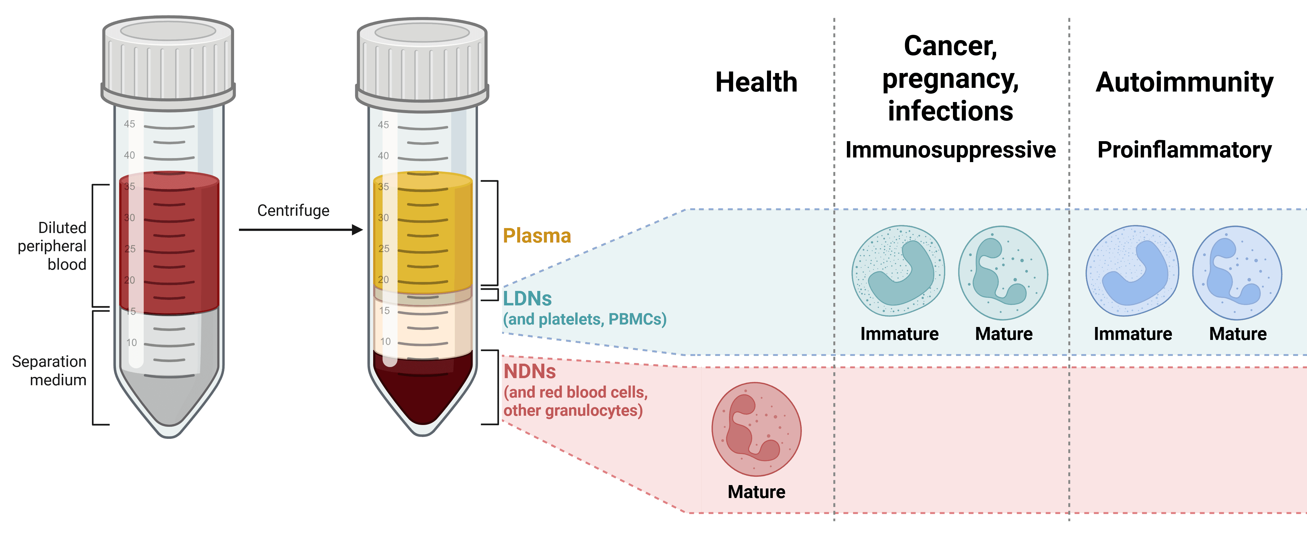 Diagram showing similarities between T cytotoxic and T helper cells.