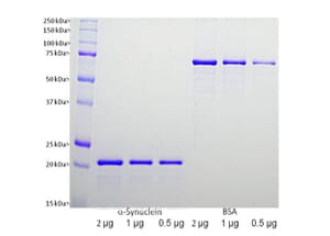 SDS-PAGE - Recombinant Human alpha Synuclein Protein (A270576) - Antibodies.com