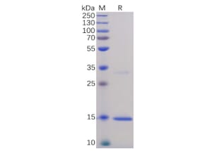 SDS-PAGE - Recombinant Human TNF alpha Protein (6xHis Tag) (A318337) - Antibodies.com