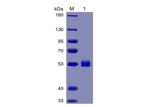 SDS-PAGE - Recombinant Human IL-6 Protein (Fc Chimera 6xHis Tag) (A318376) - Antibodies.com