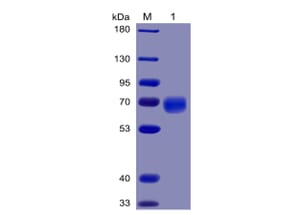 SDS-PAGE - Recombinant Human PD1 Protein (Fc Chimera 6xHis Tag) (A318383) - Antibodies.com