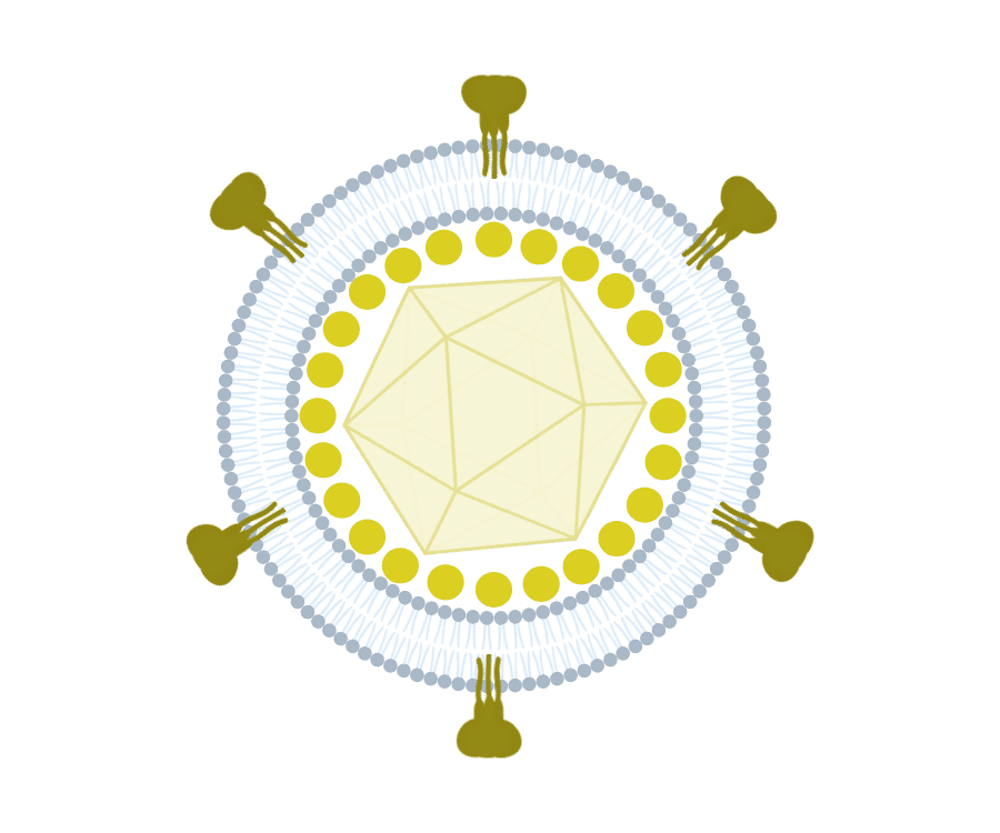 Virus-like Particles (VLPs) Graphic - Antibodies.com