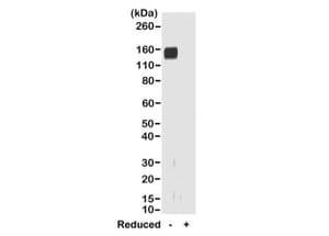 Western Blot - Anti-Rabbit IgG F(ab) Antibody (Biotin) [RMG01] (A121275) - Antibodies.com