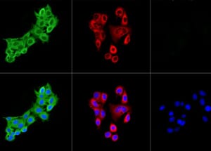 Immunofluorescence - Goat Anti-Rabbit IgG H&L Antibody (FITC) (A17342) - Antibodies.com