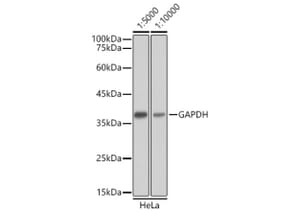 Western Blot - Goat Anti-Mouse IgG H&L Antibody (HRP) (A17352) - Antibodies.com