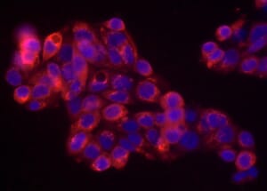 Immunofluorescence - Donkey Anti-Goat IgG H&L Antibody (HRP) (A17357) - Antibodies.com