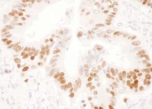 Immunohistochemistry - Rabbit Anti-Mouse IgG H&L Antibody (HRP) (A301453) - Antibodies.com