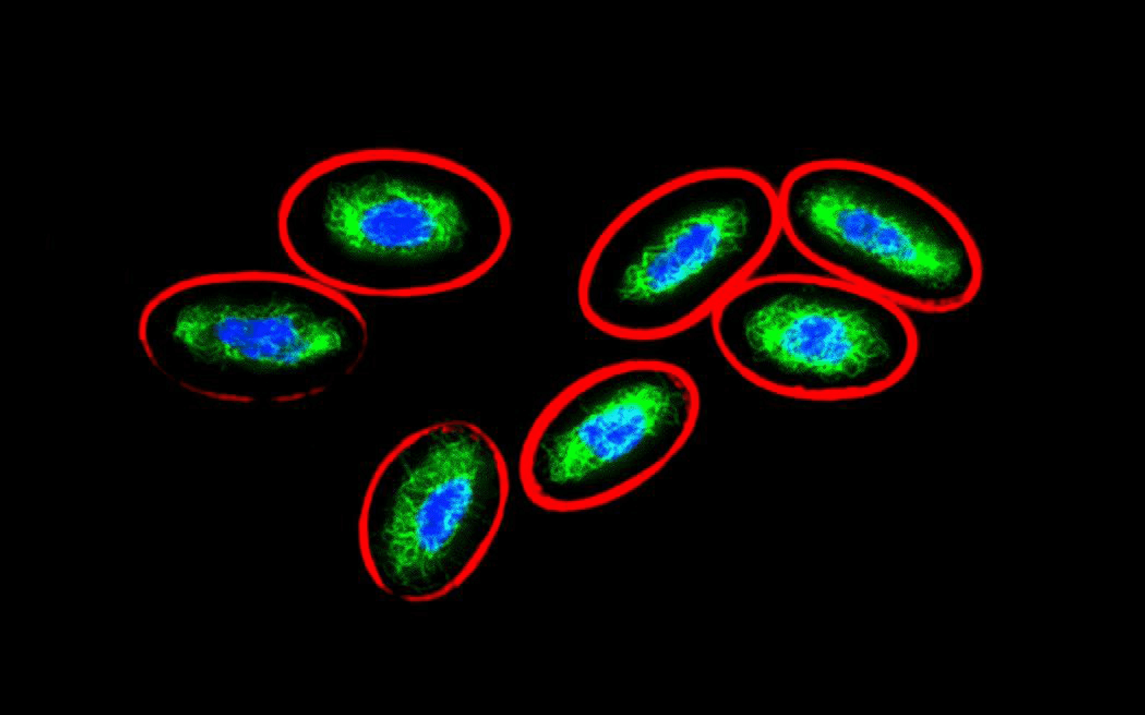 Secondary Antibody Fluorescence - Antibodies.com