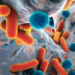 See All Microbiology Primary Antibodies - Antibodies.com