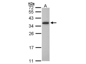 SDS PAGE - Anti-OLIG1 Antibody (A42684) - Antibodies.com
