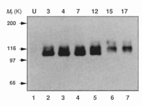 Western Blot - Anti-Amyloid Precursor Protein Antibody (A448) - Antibodies.com