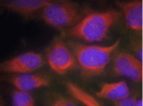 Immunofluorescence - Anti-NMDAR1 (Ab-897) Antibody (A47302) - Antibodies.com