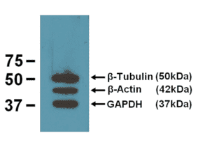 Western Blot - Anti-GAPDH Antibody [GA1R] (A85271) - Antibodies.com