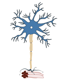 Amyotrophic Lateral Sclerosis - Antibodies.com