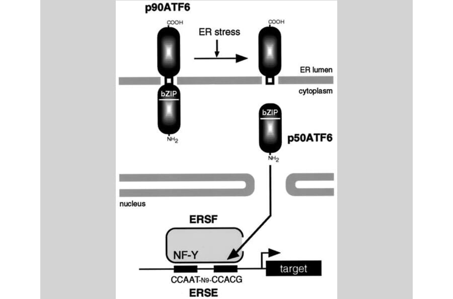 AntiATF6 Antibody [371] (A444)