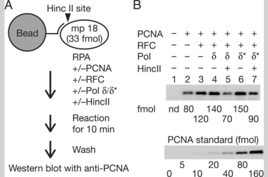 Human PCNA Protein (Functional) (A476)