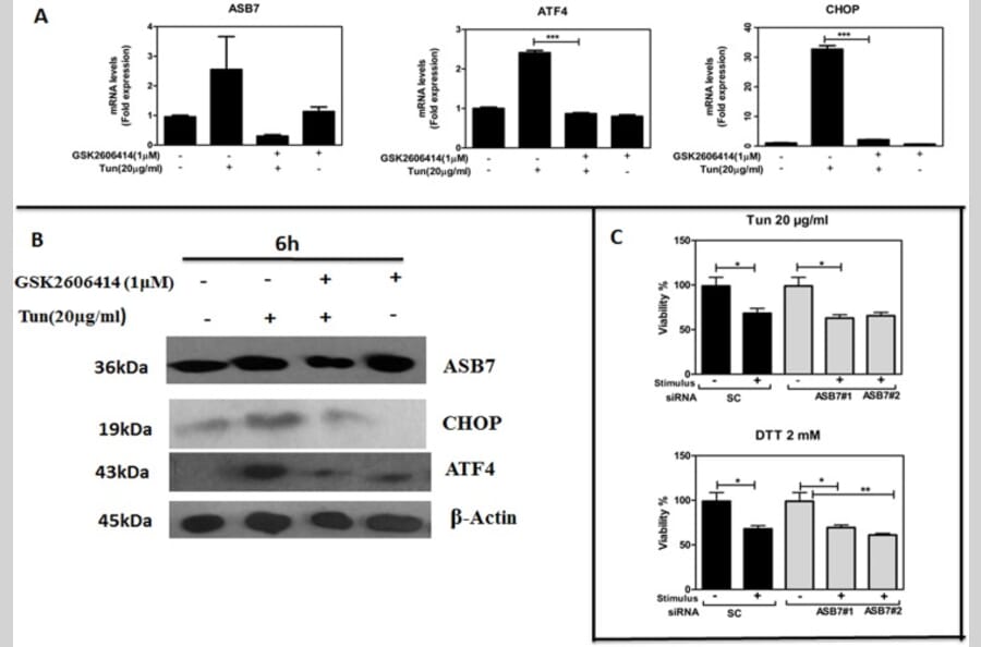 AntiDDIT3 Antibody (A12551)
