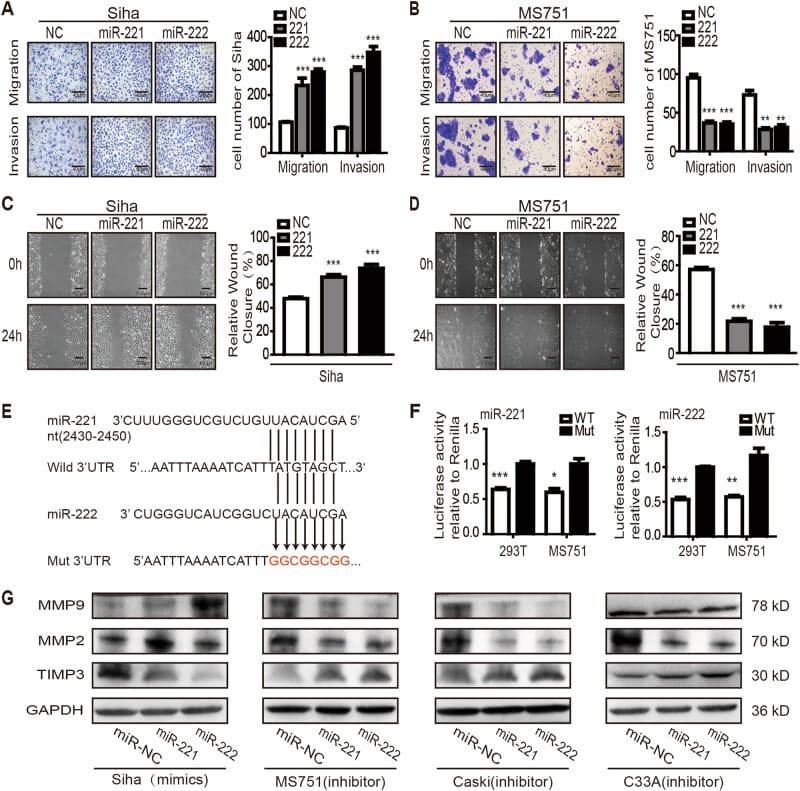 Anti-MMP9 Antibody (A13865) | Antibodies.com