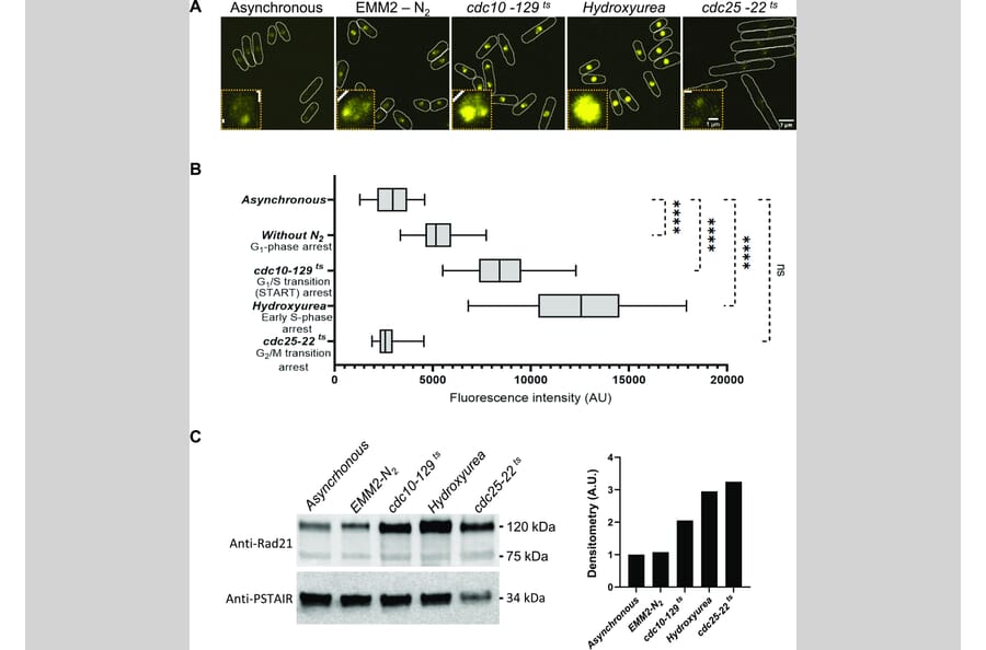 Publication Image