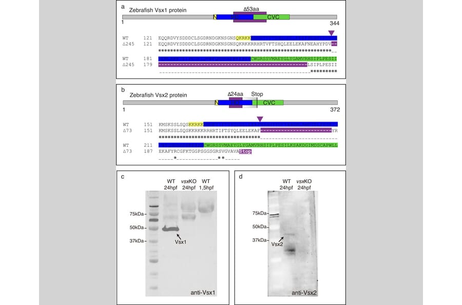 Publication Image