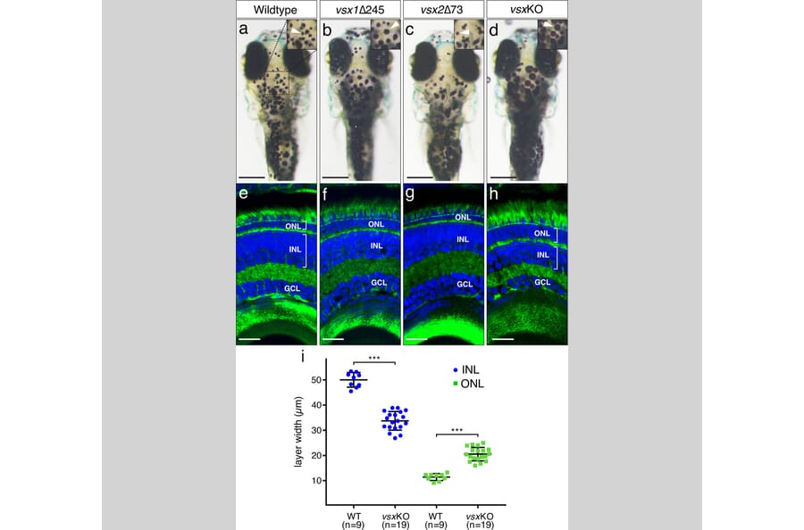 Publication Image