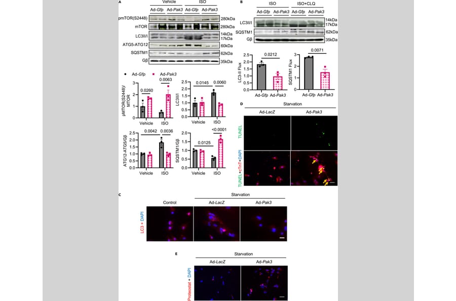 Publication Image