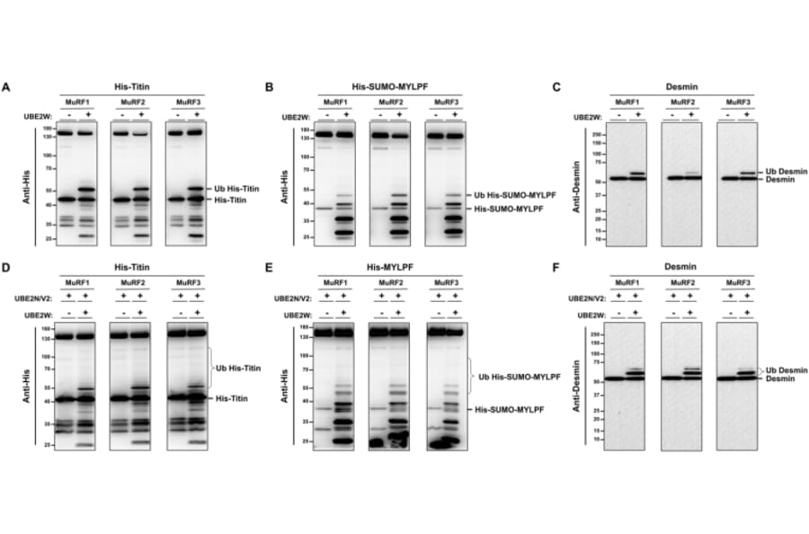 Publication Image