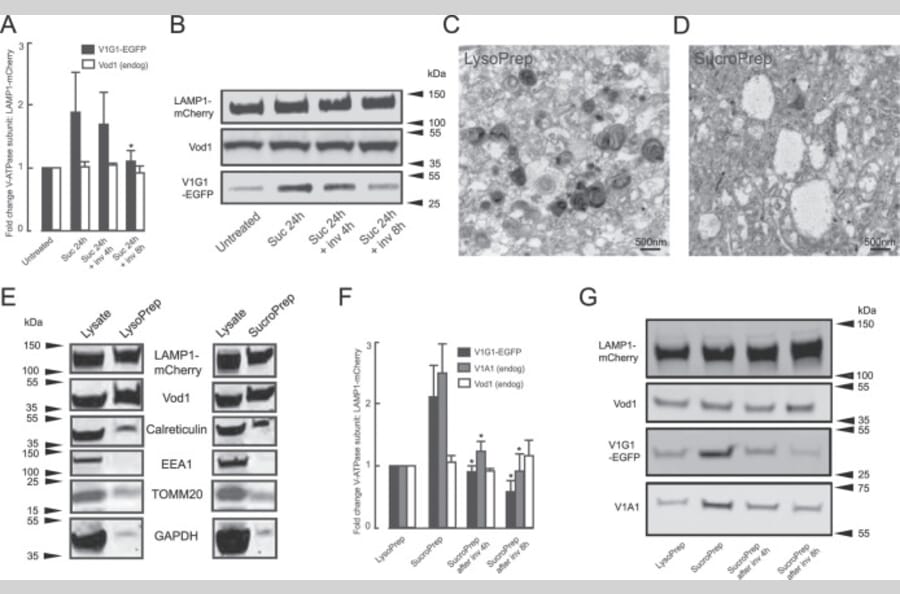 Publication Image