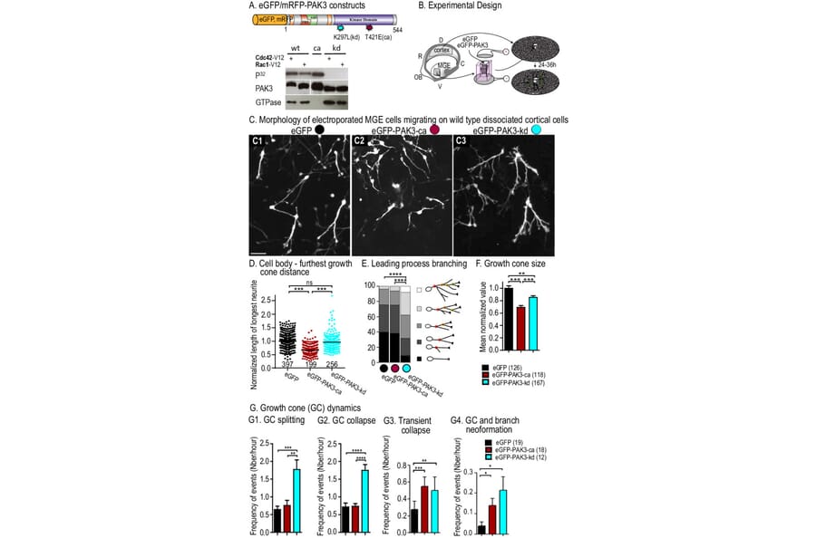 Publication Image