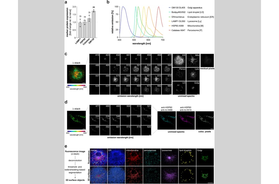 Publication Image