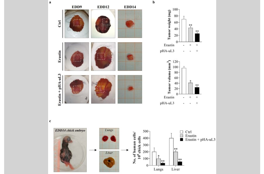 Publication Image