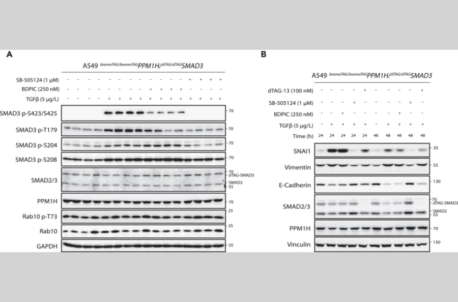 Publication Image