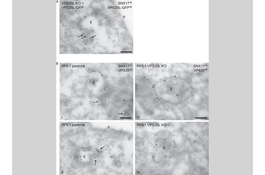 Publication Image