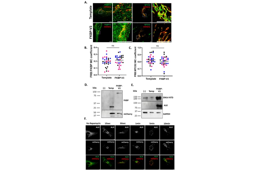Publication Image