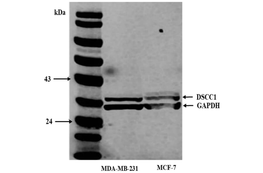 Publication Image